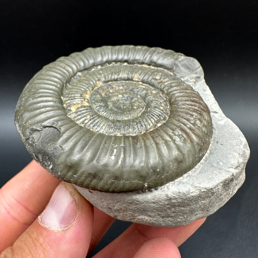 Peronoceras fibulatum Ammonite fossil with box and stand - Whitby, North Yorkshire Jurassic Coast Yorkshire Fossils