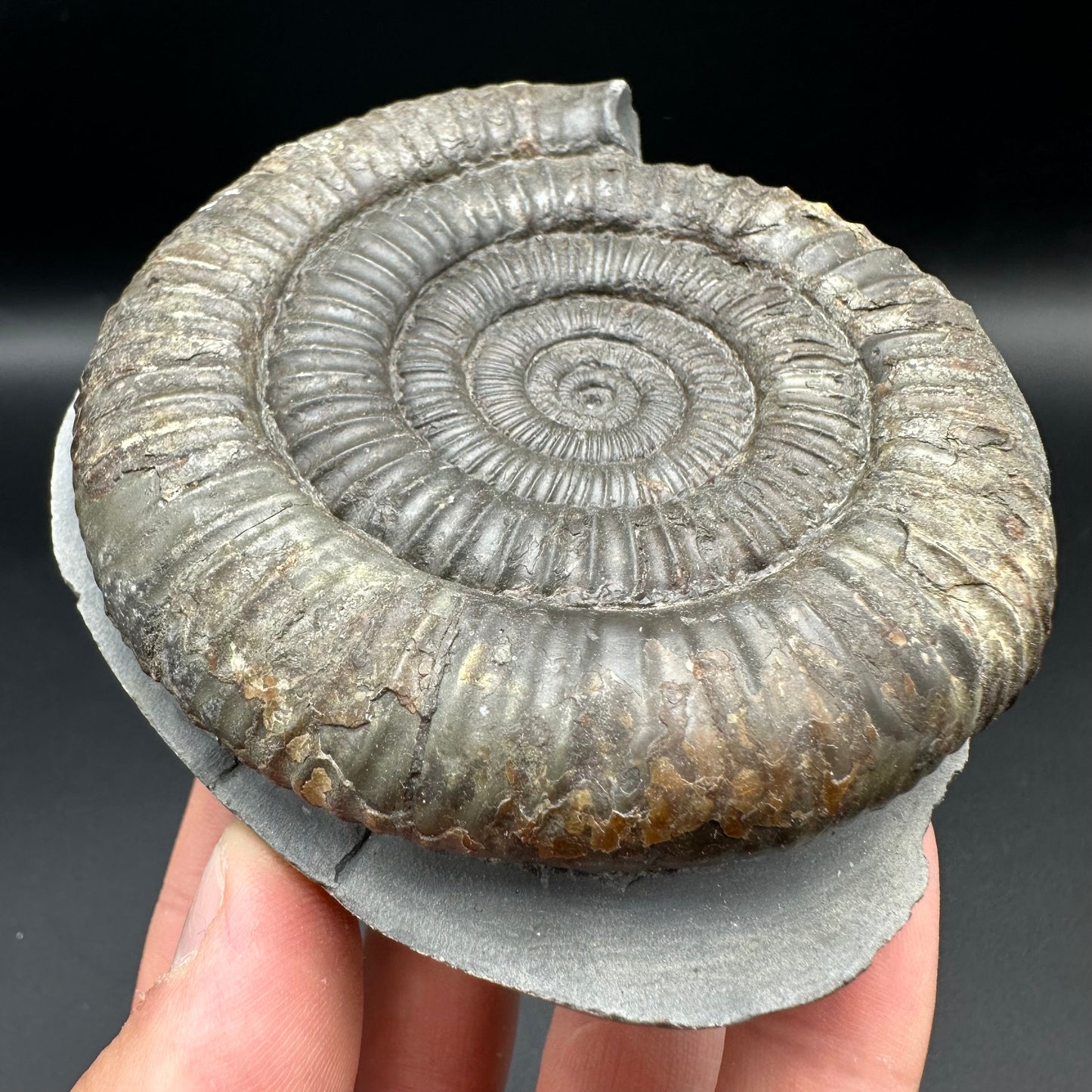 Dactylioceras Ammonite Fossil With Box And Stand - Whitby, North Yorkshire Jurassic Coast Yorkshire Fossils