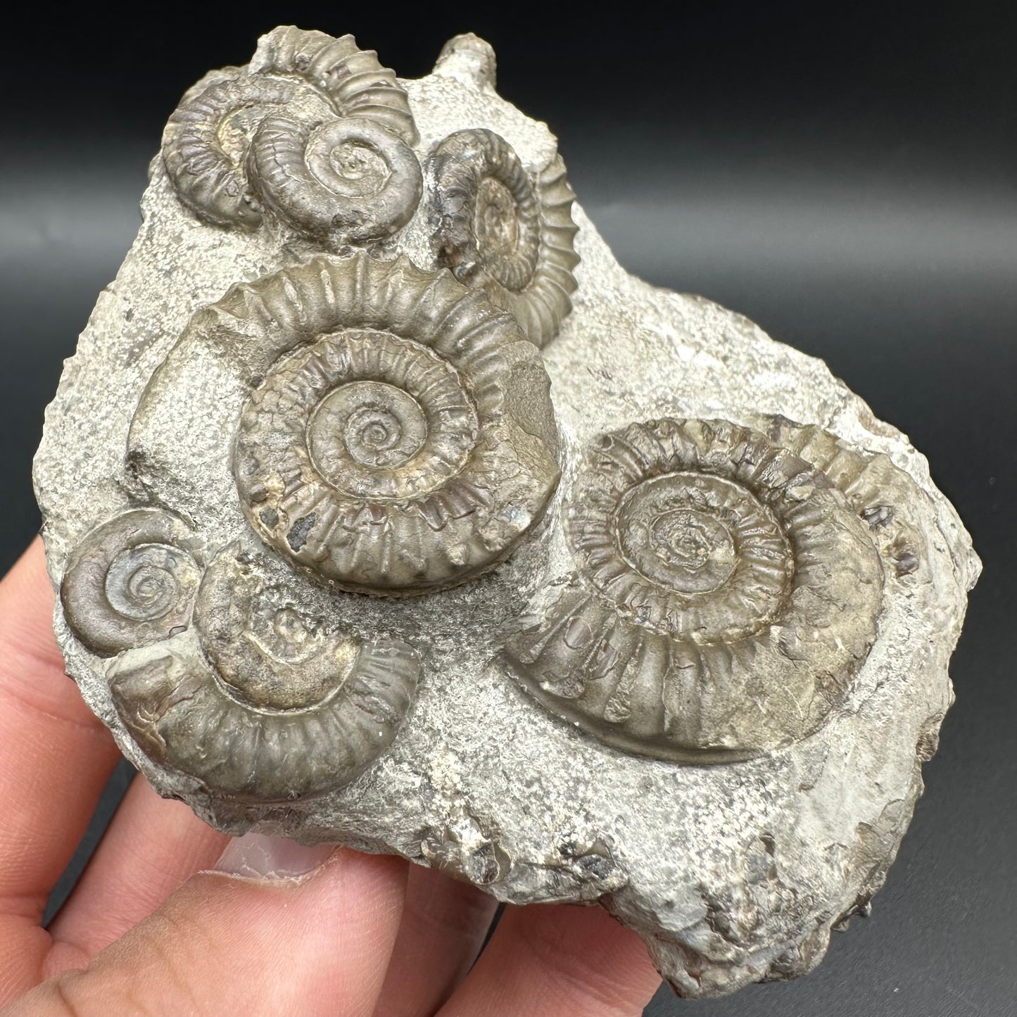 Arnioceras ammonite shell fossil with box and stand - Whitby, North Yorkshire Jurassic Coast Yorkshire Fossils