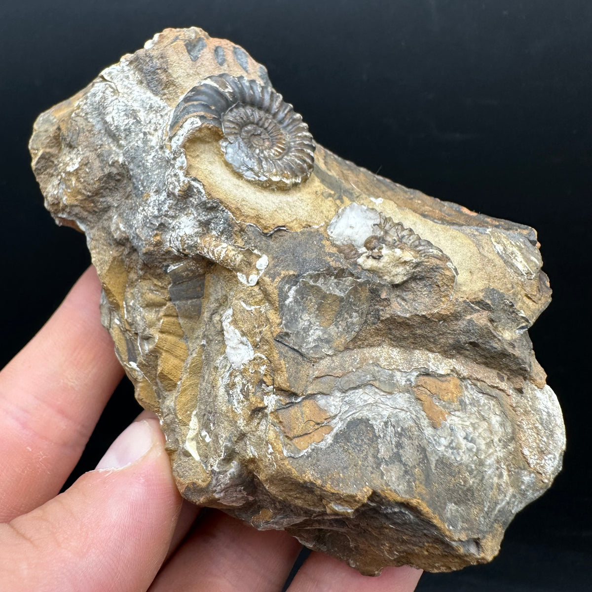 Androgynoceras capricornus Ammonite Fossil With Stand - Whitby, North Yorkshire Jurassic Coast Yorkshire Fossils