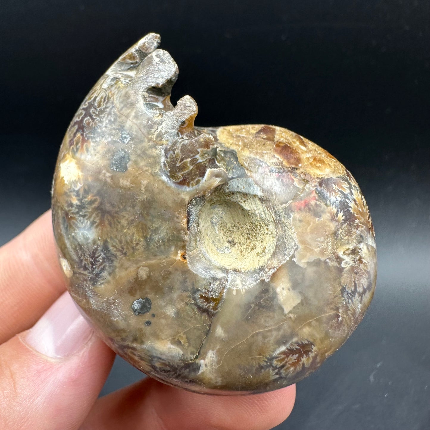 Phylloceras Ammonite Fossil With Box And Stand - Cretaceous Ammonite Madagascar