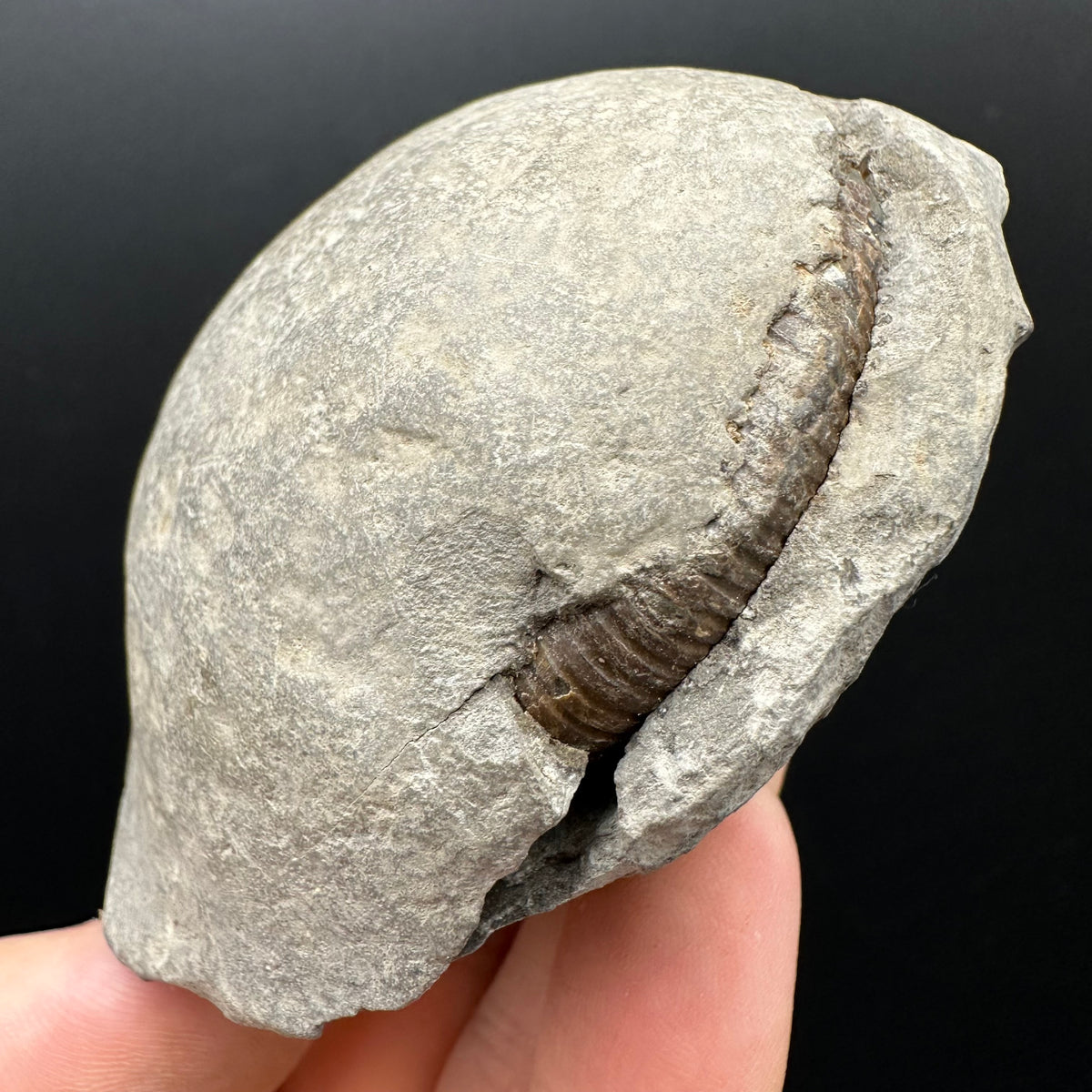 Dactylioceras Ammonite nodule (split pair) Fossil With Box And Stand - Whitby, North Yorkshire Jurassic Coast Yorkshire Fossils