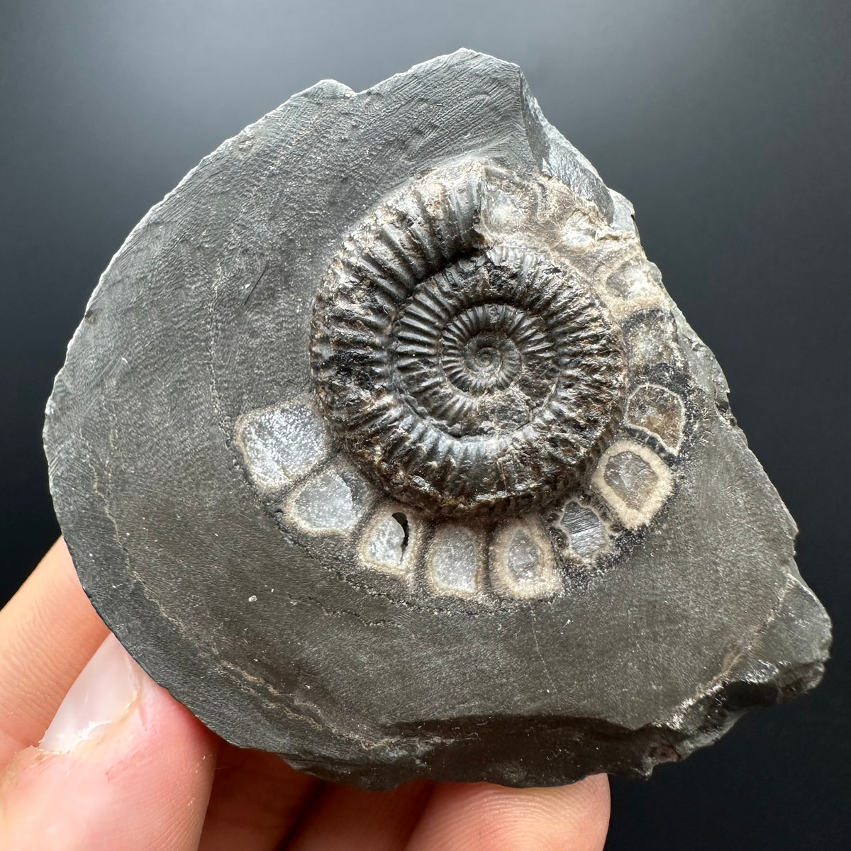 Dactylioceras Ammonite Fossil With box and Stand - Whitby, North Yorkshire Jurassic Coast Yorkshire Fossils
