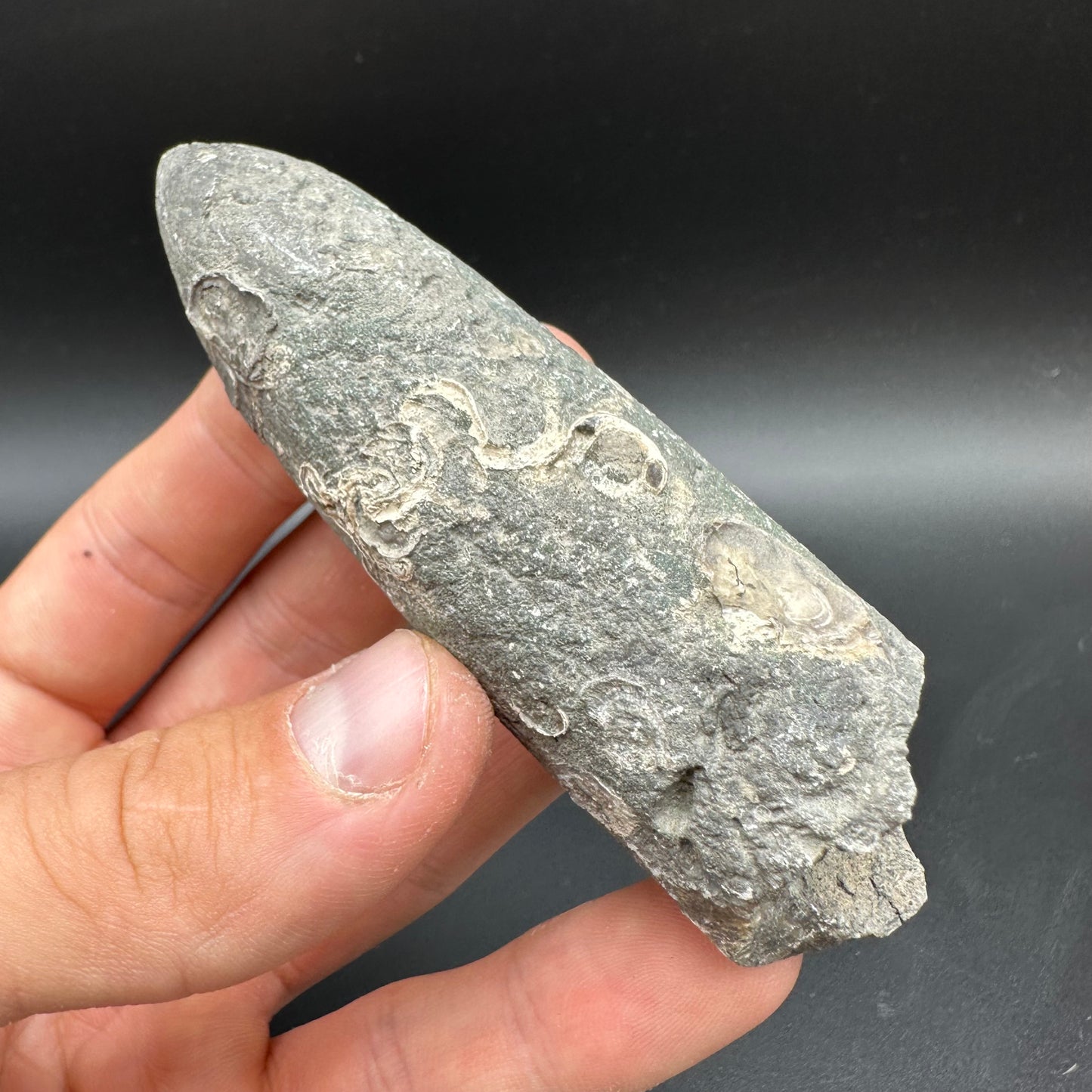 Belemnite (Fossil Squid) shell fossil with box and stand - Whitby, North Yorkshire Jurassic Coast Yorkshire Fossils