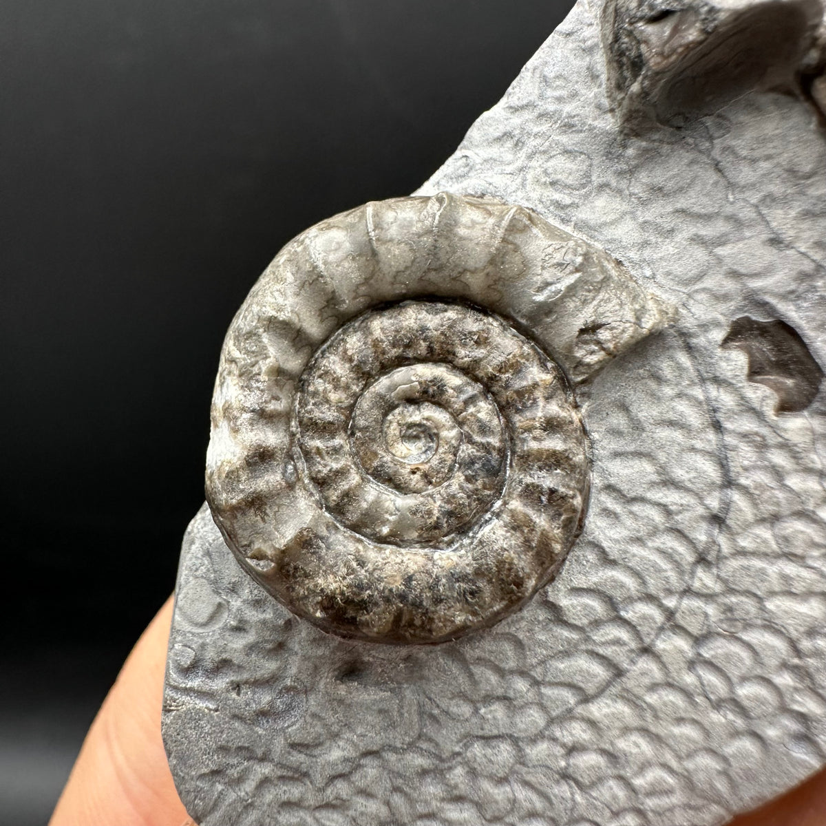 Arnioceras ammonite shell fossil with stand - Whitby, North Yorkshire Jurassic Coast Yorkshire Fossils