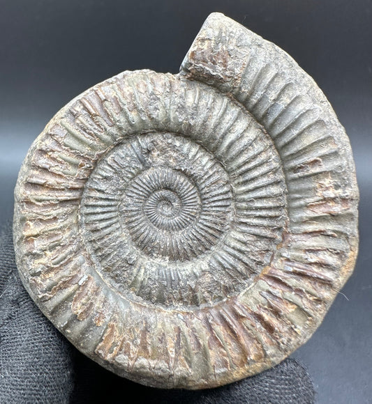 Dactylioceras Ammonite Fossil With Box And Stand - Whitby, North Yorkshire Jurassic Coast Yorkshire Fossils