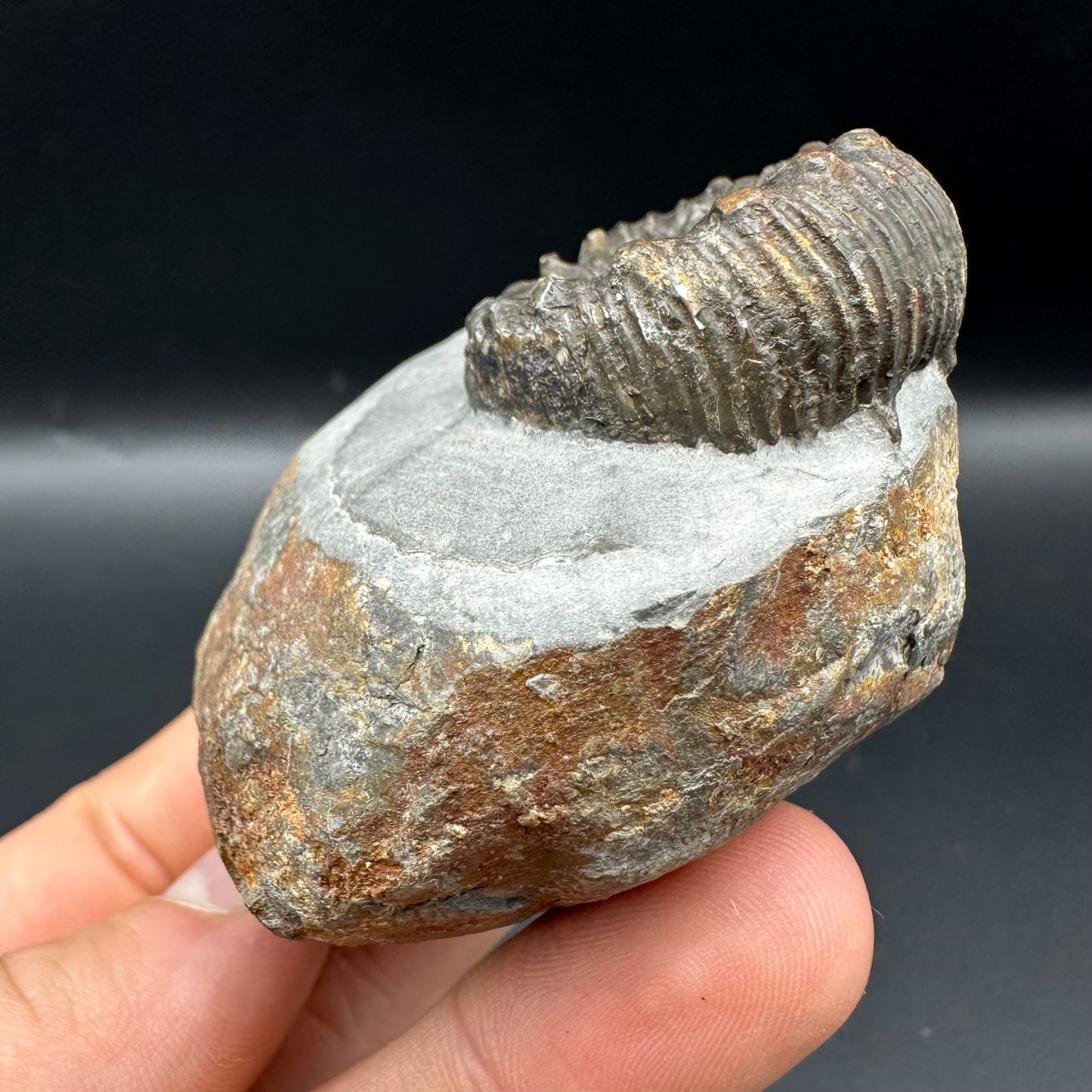 Peronoceras Sp. Ammonite fossil with box and stand - Whitby, North Yorkshire Jurassic Coast Yorkshire Fossils