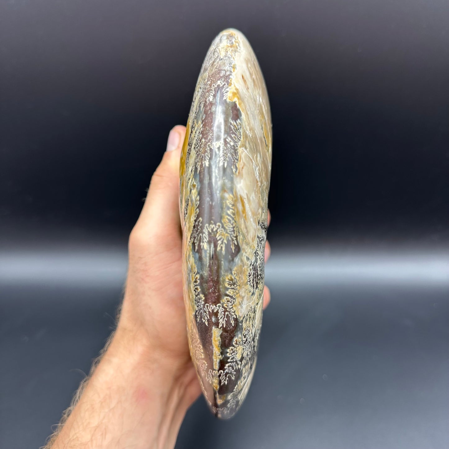 Cleoniceras Ammonite Fossil With Stand - Cretaceous Ammonite Madagascar