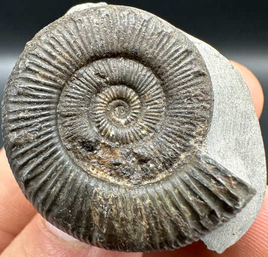 Peronoceras turriculatum Ammonite fossil with box and stand - Whitby, North Yorkshire Jurassic Coast, Yorkshire fossils