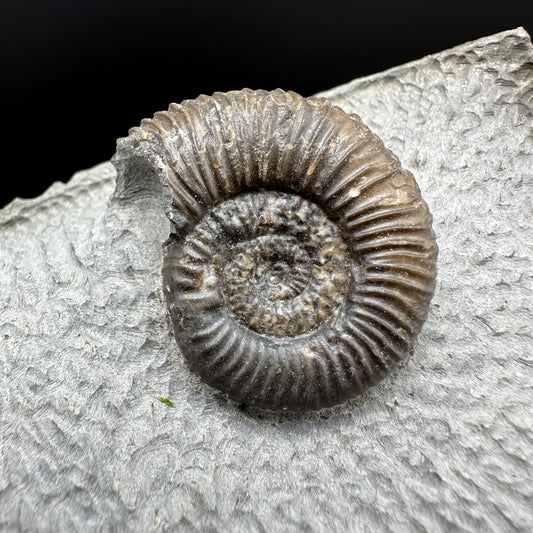 Gracile Multi-block Ammonite Fossil With Stand - Whitby, North Yorkshire Jurassic Coast Yorkshire Fossils