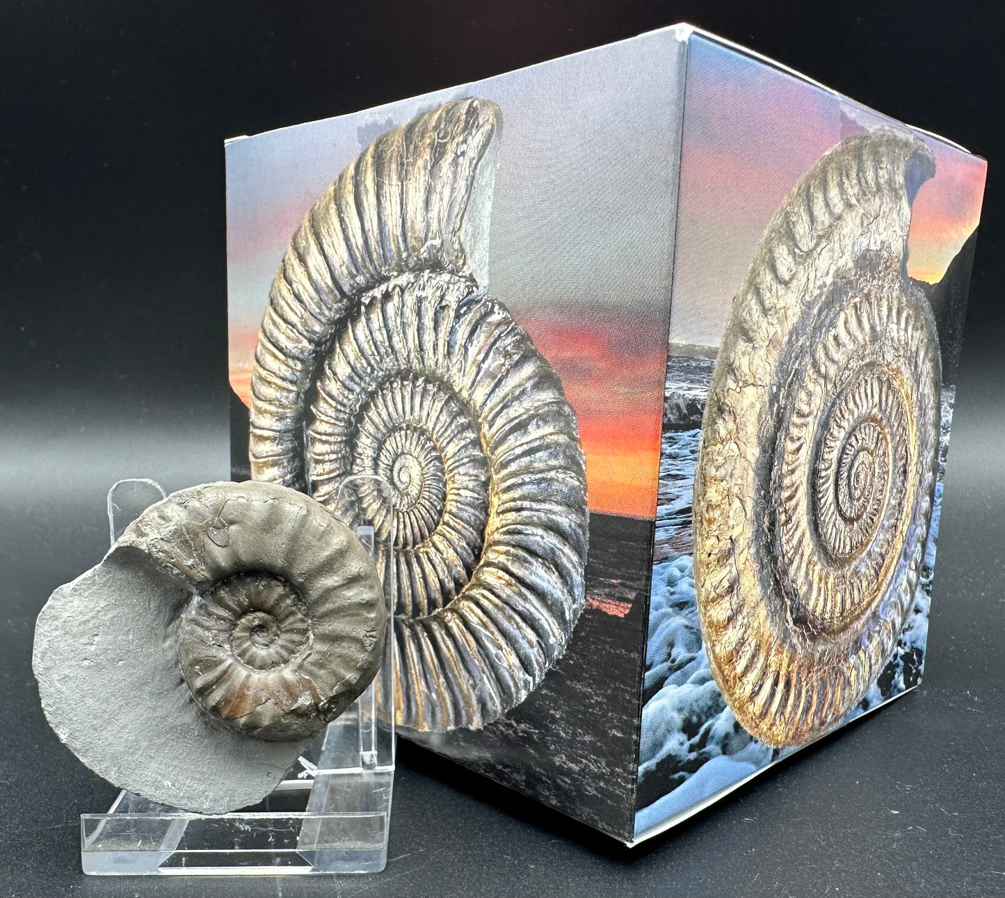 Agassiceras shell fossil with box and stand - Whitby, North Yorkshire Jurassic Coast Yorkshire Fossils