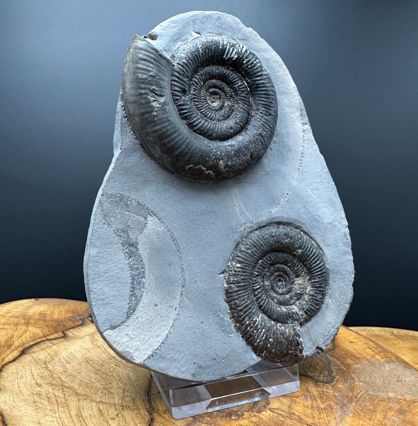 Dactylioceras tenuicostatum Ammonite fossil with box and stand - Whitby, North Yorkshire Jurassic Coast