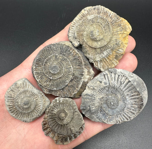 Dactylioceras imprint (negative) bundle ammonite shell fossil with box - Whitby, North Yorkshire, Yorkshire Fossils
