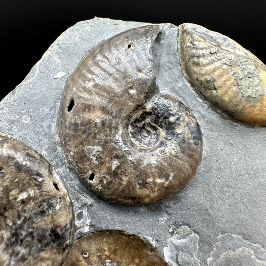 Eleganticeras Elegantulum ammonite with box and stand - Whitby, North Yorkshire Jurassic Coast, Yorkshire Fossils