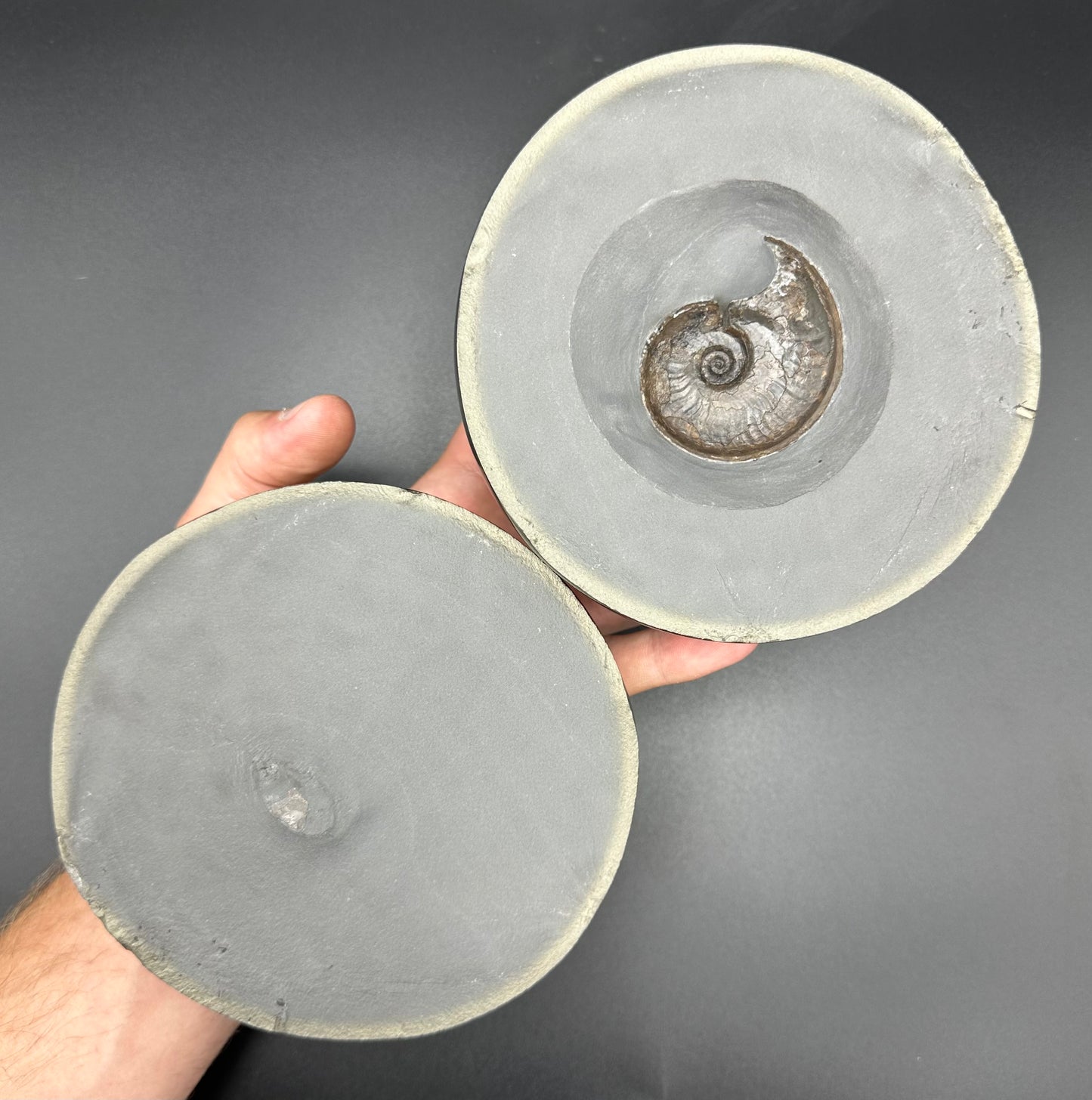 Golden Egg (GENUINE) Ammonite Fossil With Stand - Whitby, North Yorkshire Jurassic Coast Yorkshire Fossils