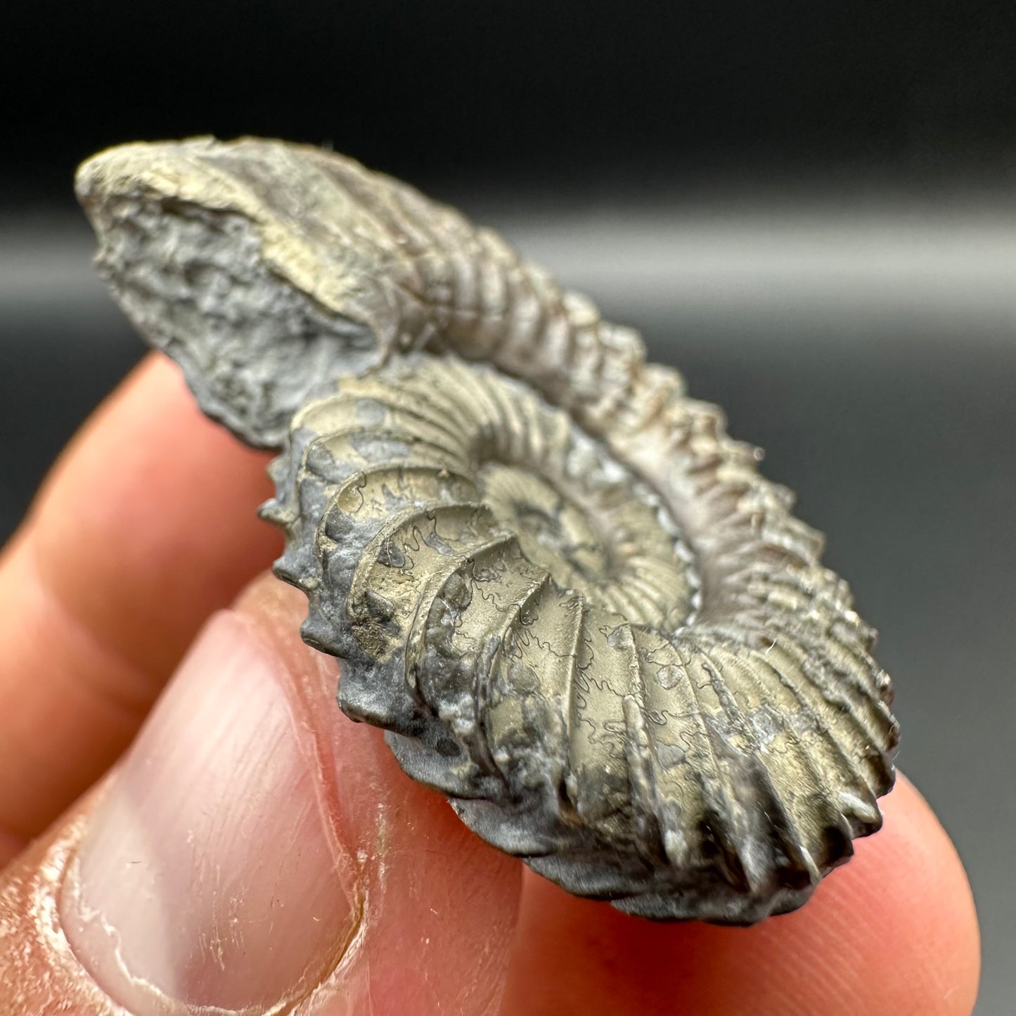 Schlothemia sp. ammonite fossil with tin and stand - Whitby, North Yorkshire Jurassic Coast, Yorkshire fossils