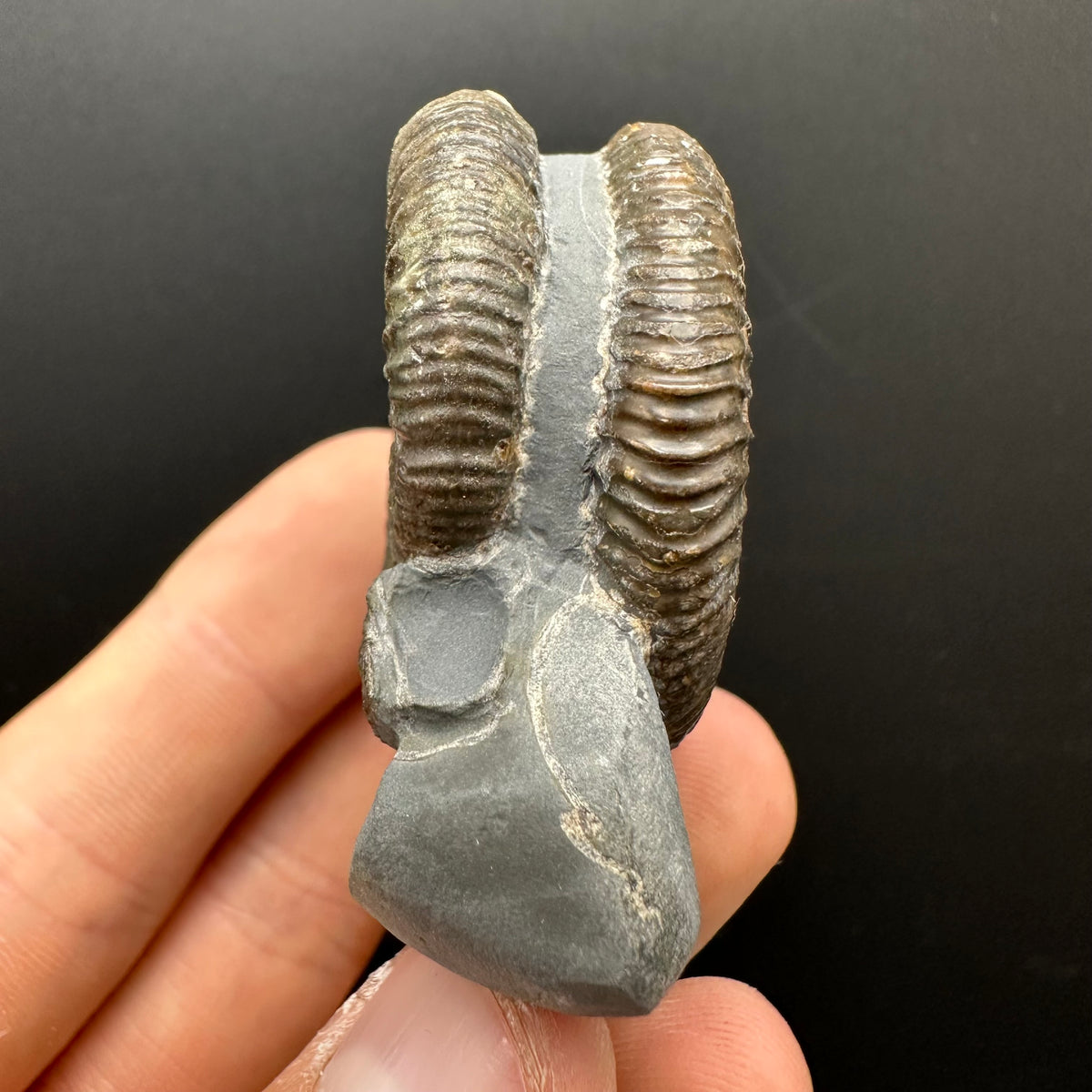 Dactylioceras Ammonite Fossil With Stand - Whitby, North Yorkshire Jurassic Coast Yorkshire Fossils