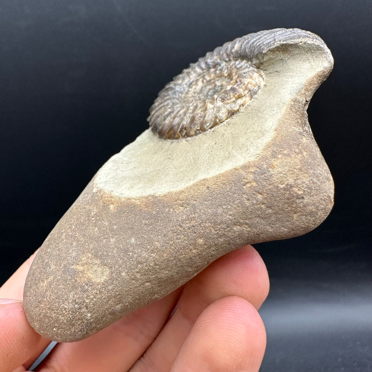 Schlothemia sp. ammonite fossil with box and stand - Whitby, North Yorkshire Jurassic Coast, Yorkshire fossils