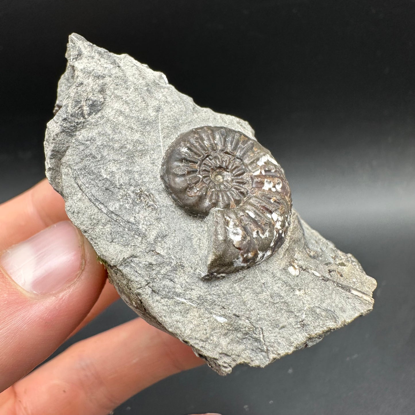 Amaltheus subnodosus Ammonite fossil with box and stand - Whitby, North Yorkshire Jurassic Coast Yorkshire Fossils