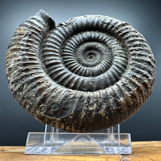 Dactylioceras Ammonite Fossil With box and Stand - Whitby, North Yorkshire Jurassic Coast Yorkshire Fossils