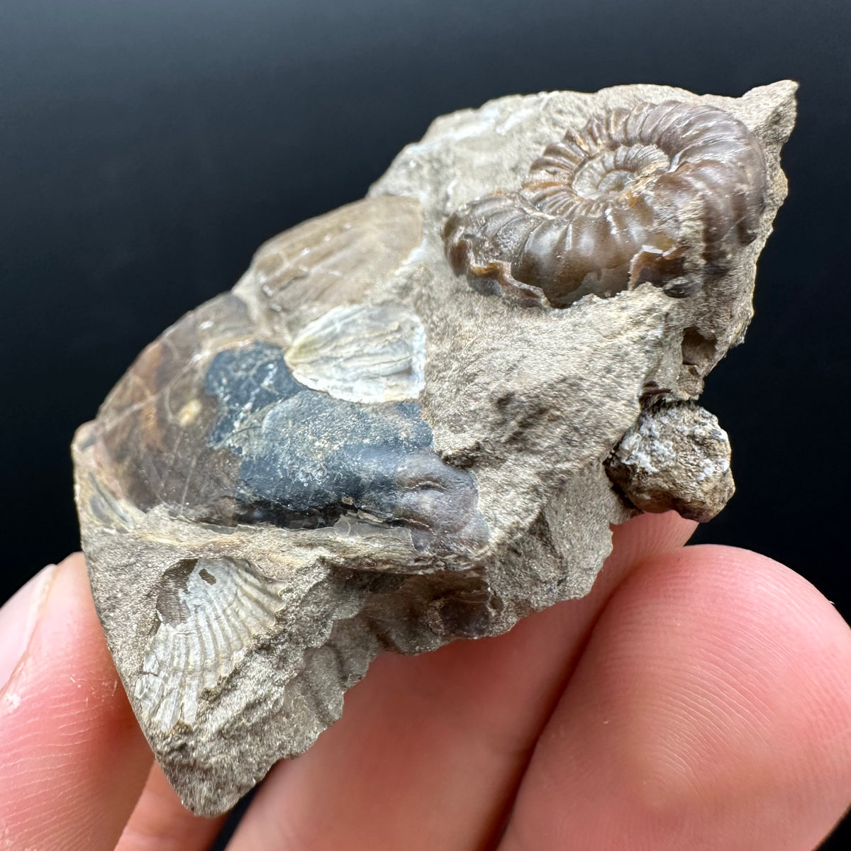 Androgynoceras capricornus Ammonite Fossil With Stand - Whitby, North Yorkshire Jurassic Coast Yorkshire Fossils