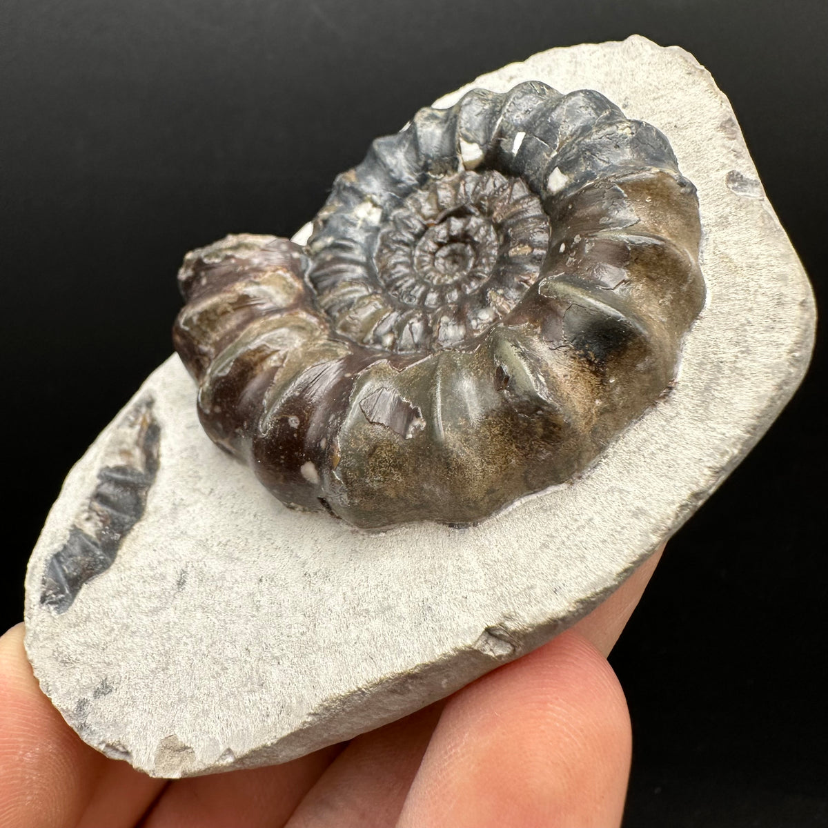 Androgynoceras maculatum ammonite fossil with box and stand - Whitby, North Yorkshire Jurassic Coast Yorkshire Fossils