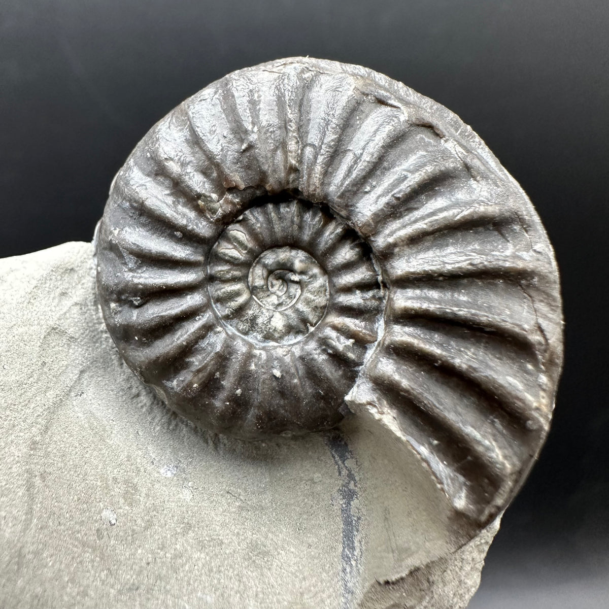 Asteroceras Ammonite fossil with box and stand - Whitby, North Yorkshire Jurassic Coast Yorkshire Fossils