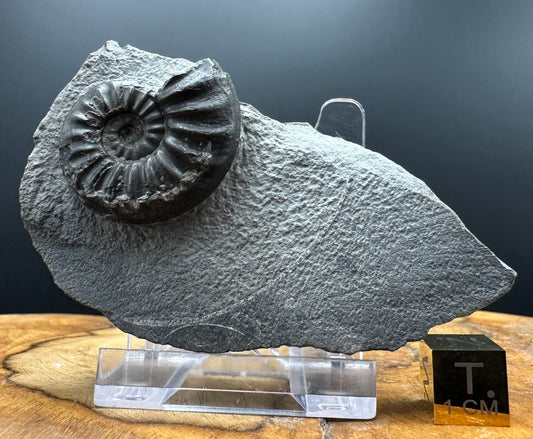 Asteroceras Ammonite fossil with box and stand - Whitby, North Yorkshire Jurassic Coast Yorkshire Fossils