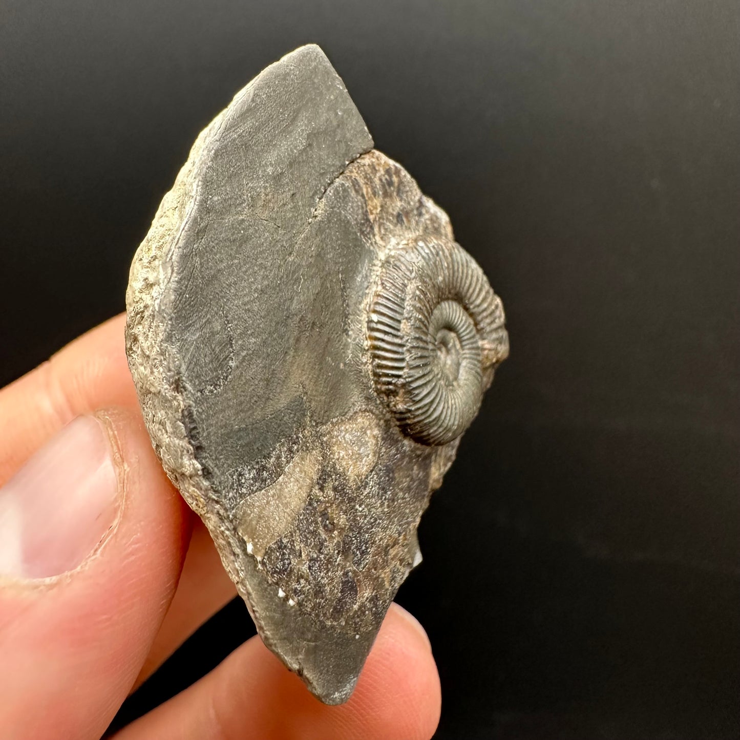 Dactylioceras Ammonite Fossil Gift Set - Whitby, North Yorkshire Jurassic Coast Yorkshire Fossils