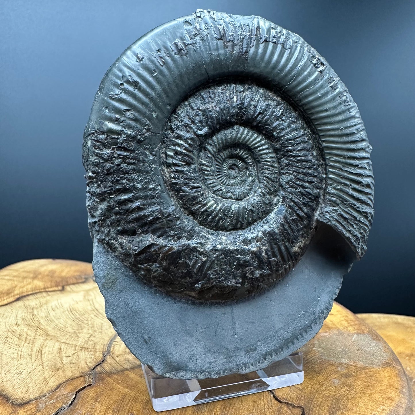 Dactylioceras semicelatum Ammonite Fossil With Stand- Whitby, North Yorkshire Jurassic Coast Yorkshire Fossils