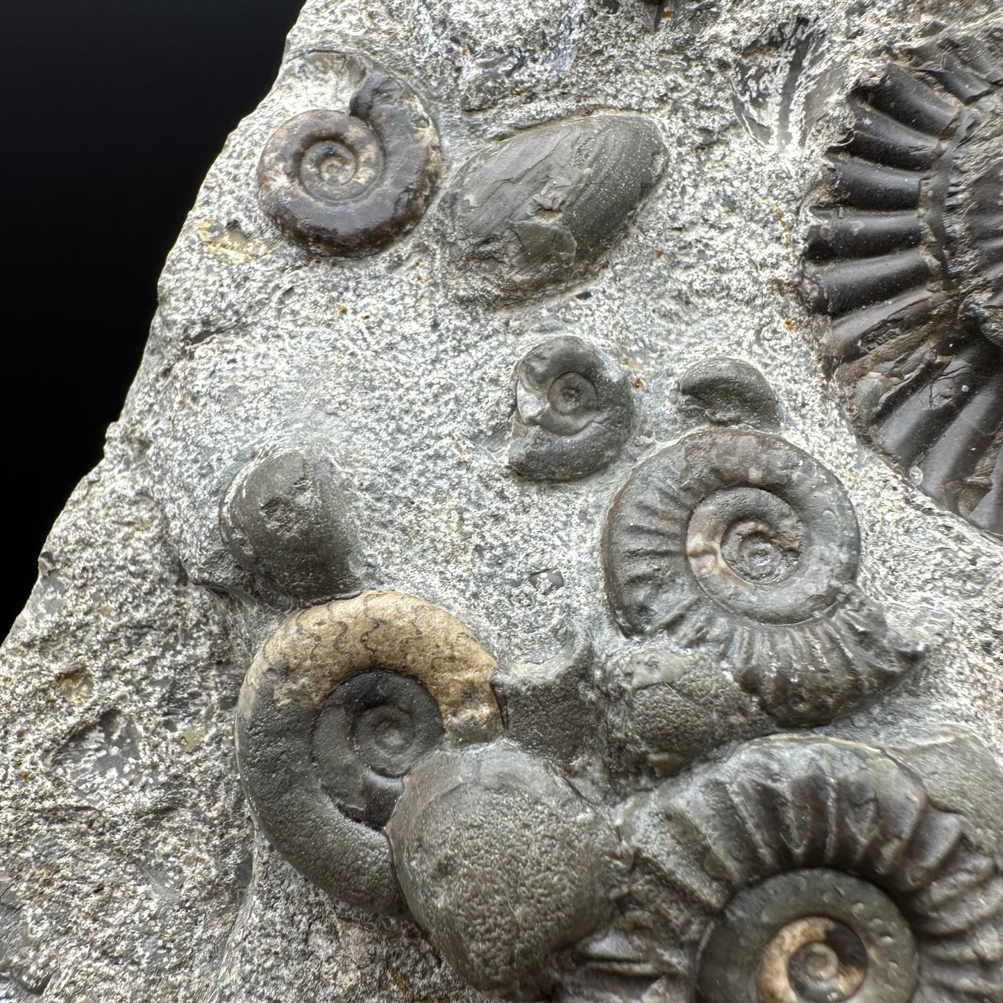 Arnioceras ammonite shell fossil with stand - Whitby, North Yorkshire Jurassic Coast Yorkshire Fossils
