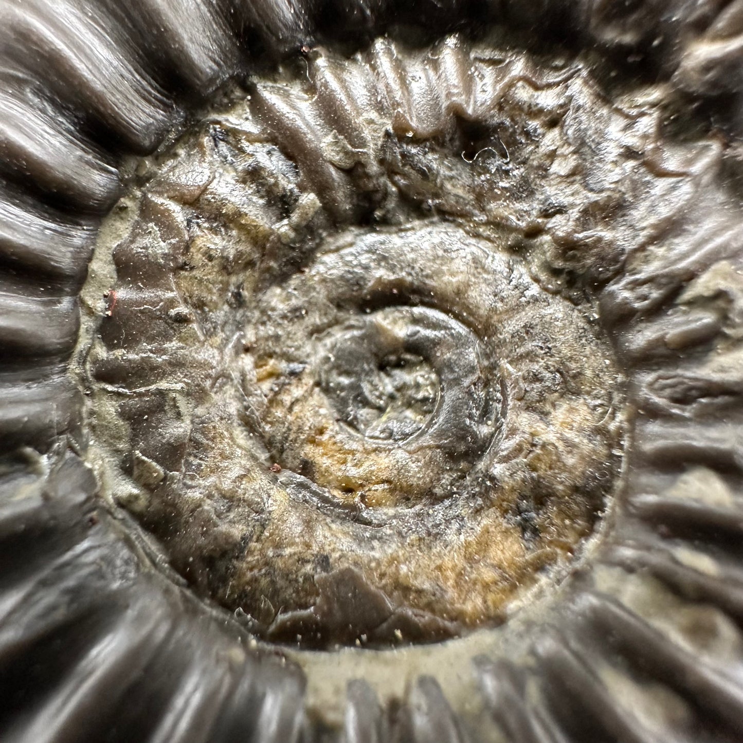 Arnioceras ammonite shell fossil - Whitby, North Yorkshire Jurassic Coast Yorkshire Fossils