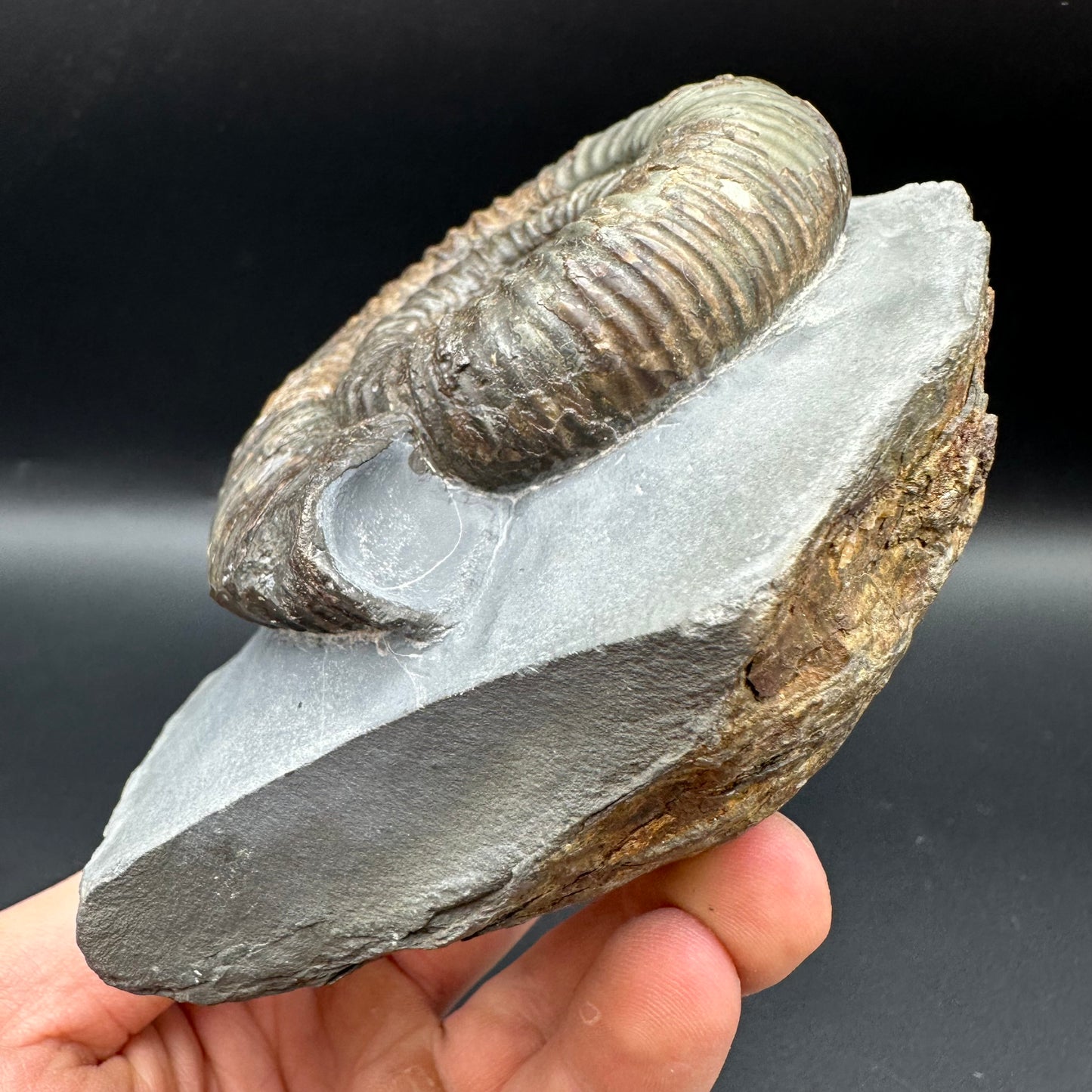 Catacoeloceras Sp. ammonite fossil with box and stand- Whitby, North Yorkshire Jurassic Coast Yorkshire Fossils
