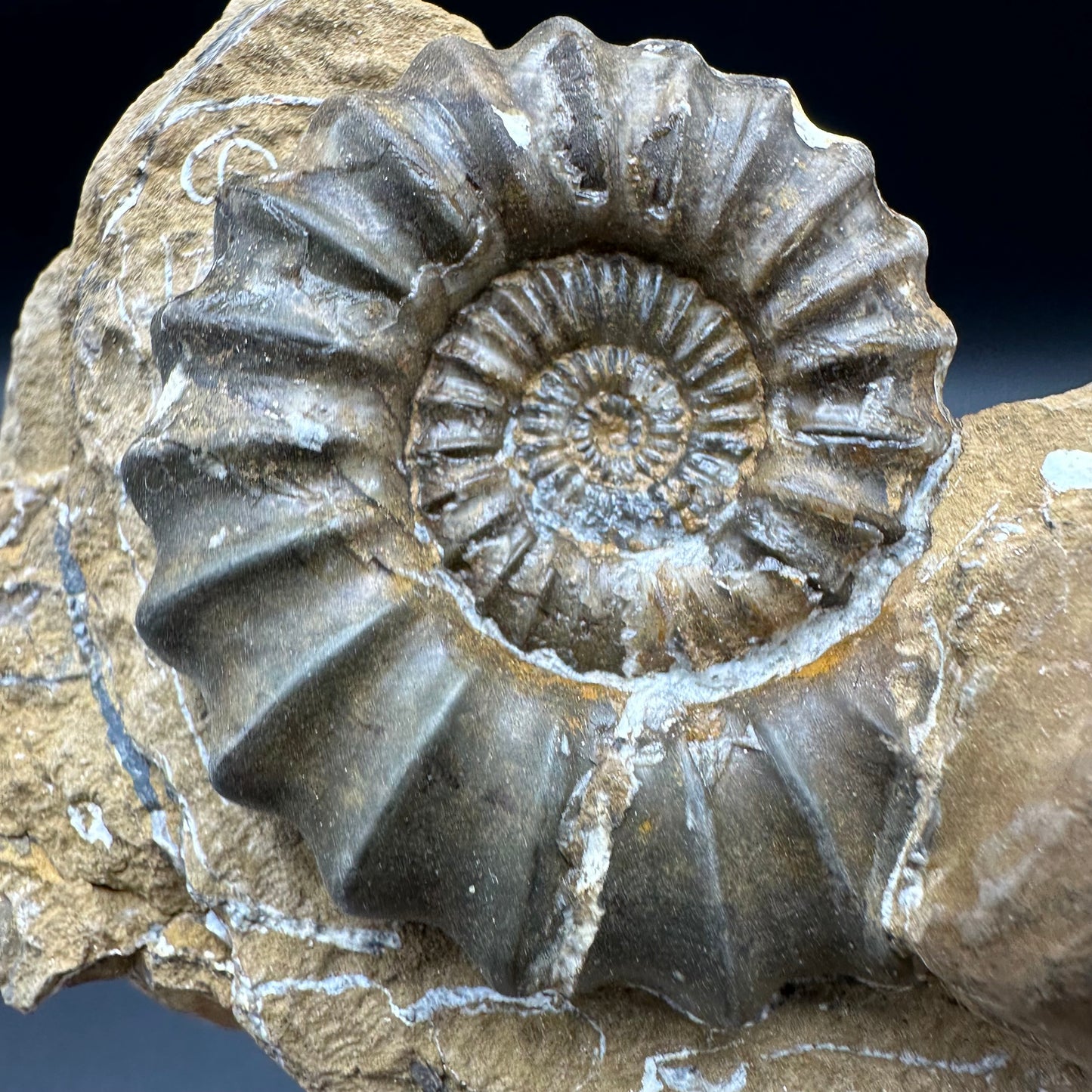 Androgynoceras Capricornus ammonite fossil - Whitby, North Yorkshire Jurassic Coast Yorkshire Fossils