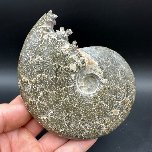 Cleoniceras Ammonite Fossil With Box And Stand - Cretaceous Ammonite Madagascar