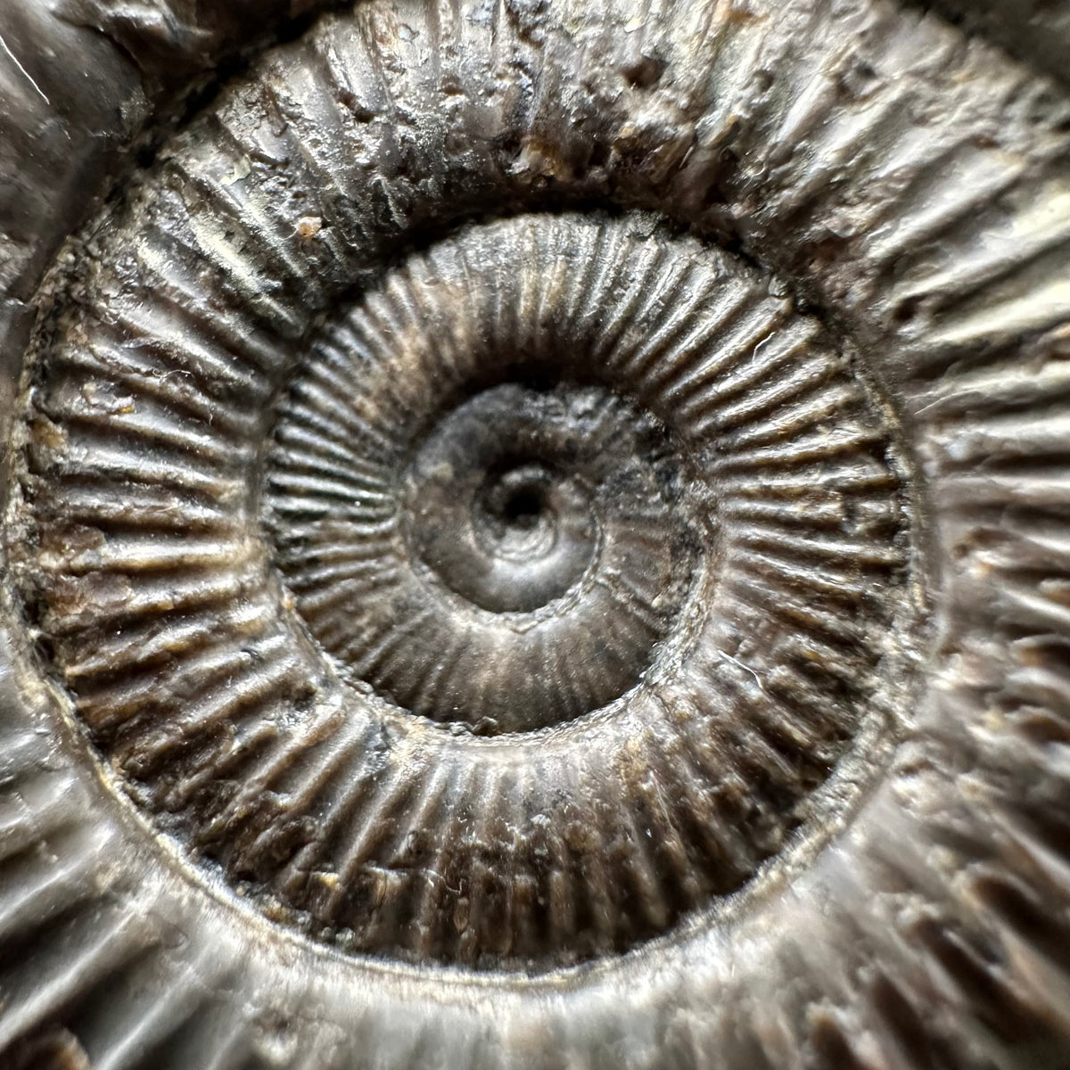 Dactylioceras Ammonite Fossil With Stand - Whitby, North Yorkshire Jurassic Coast Yorkshire Fossils