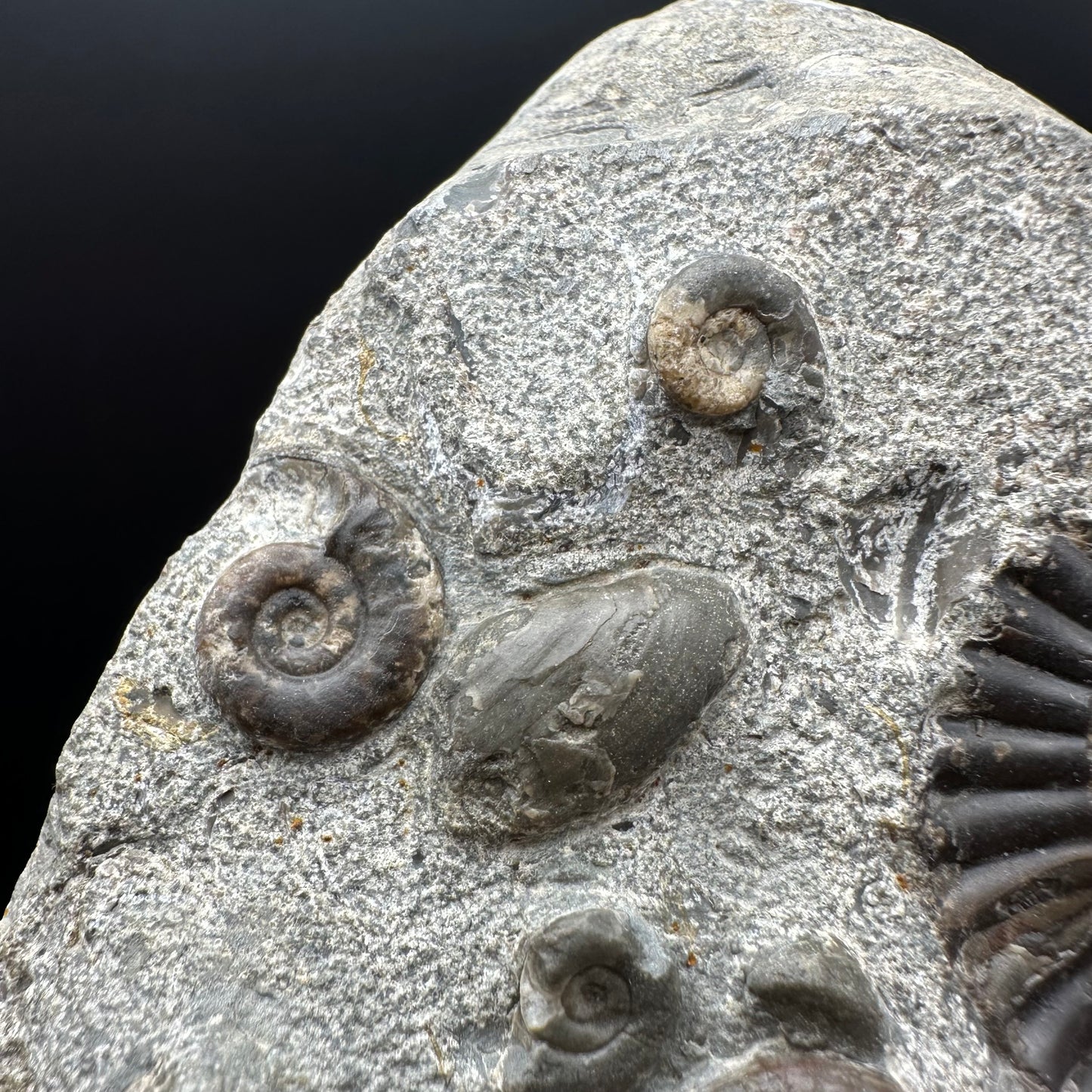 Arnioceras ammonite shell fossil with stand - Whitby, North Yorkshire Jurassic Coast Yorkshire Fossils