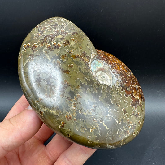 Cleoniceras Ammonite Fossil With Stand - Cretaceous Ammonite Madagascar