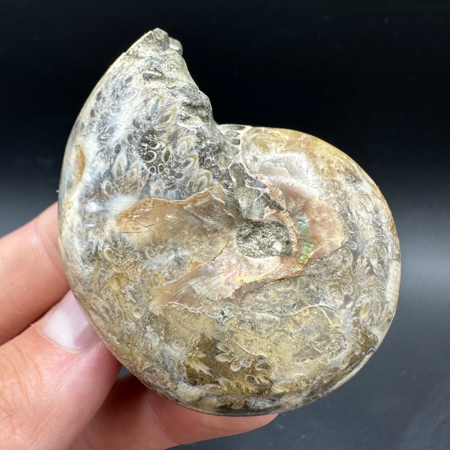 Phylloceras Ammonite Fossil With Box And Stand - Cretaceous Ammonite Madagascar