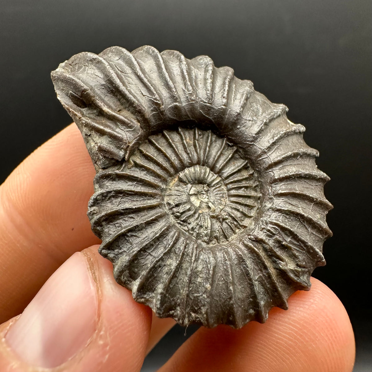 Schlothemia sp. ammonite fossil with box and stand - Whitby, North Yorkshire Jurassic Coast, Yorkshire fossils