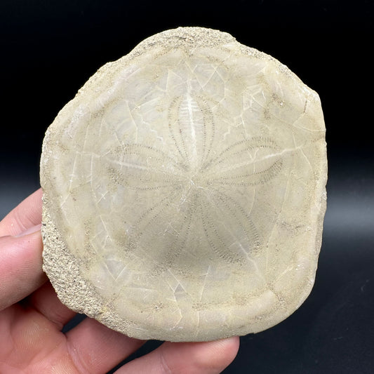 Echinoid (Sea Urchin) Fossil With Box And Stand - Indonesian Echinoid Fossil Indonesia