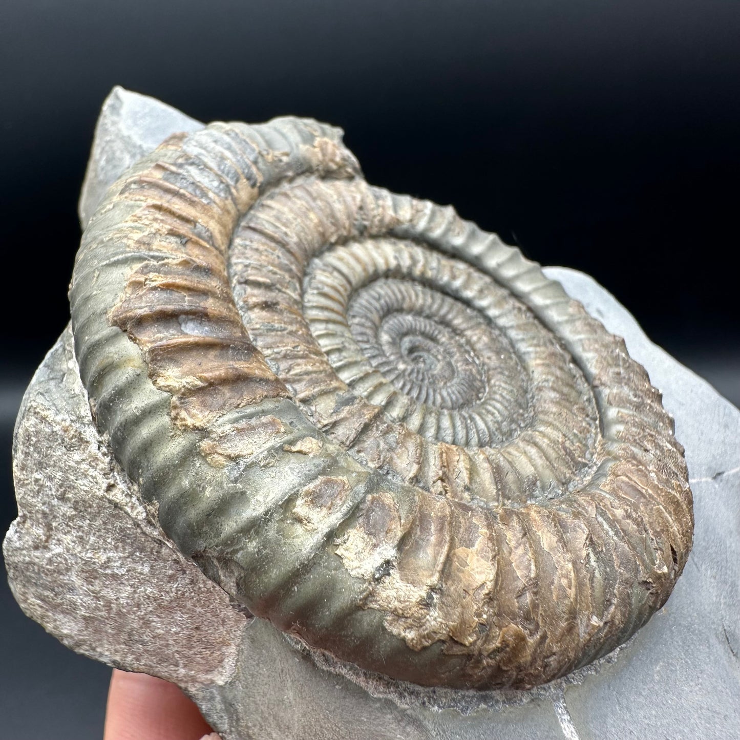 Dactylioceras Ammonite Fossil - Whitby, North Yorkshire Jurassic Coast Yorkshire Fossils