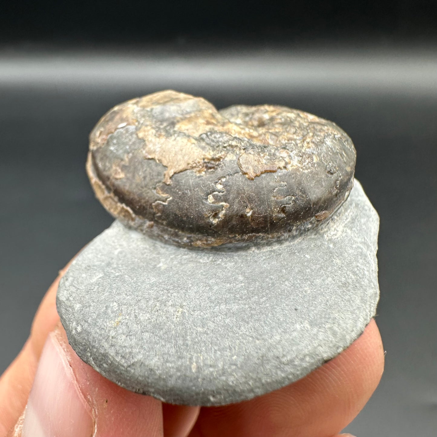 Frechiella ammonite fossil with box and stand - Whitby, North Yorkshire Jurassic Coast Yorkshire Fossil