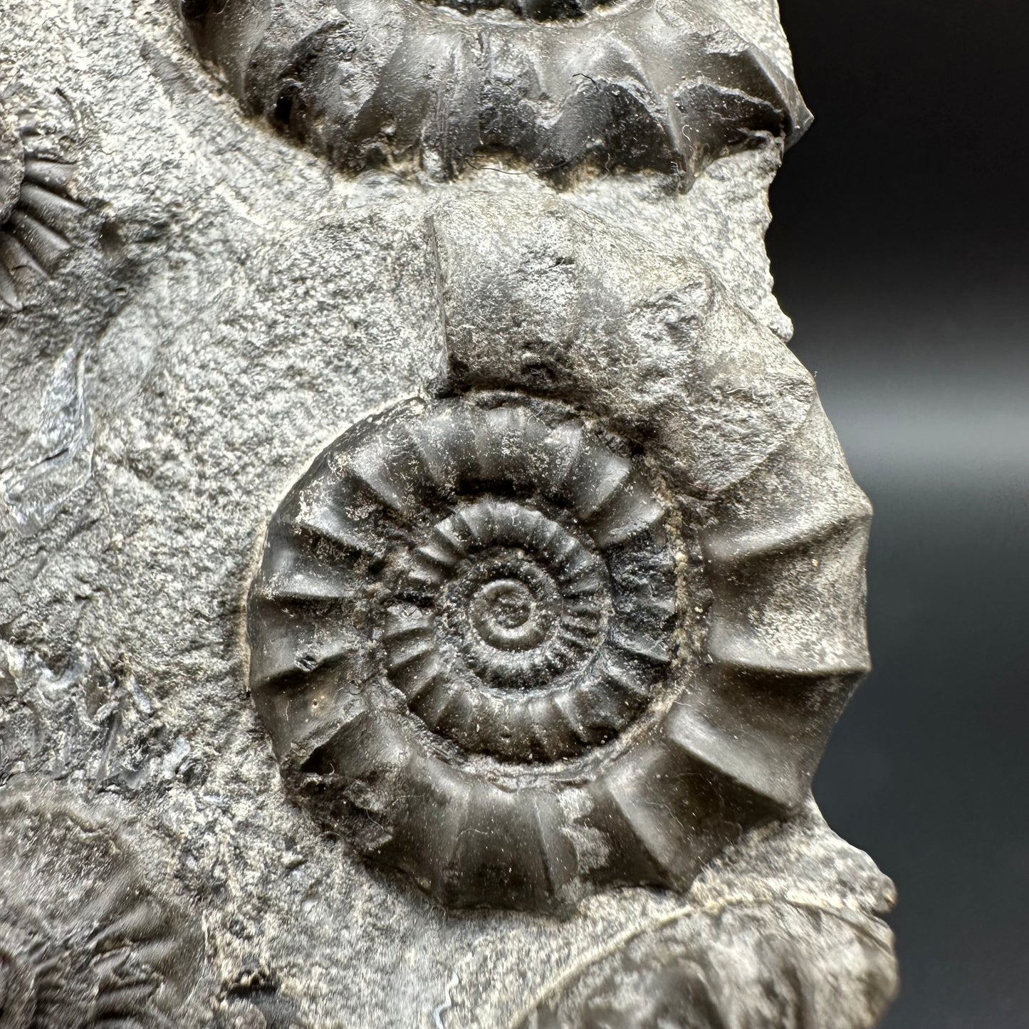 Arnioceras ammonite shell fossil with box and stand - Whitby, North Yorkshire Jurassic Coast Yorkshire Fossils