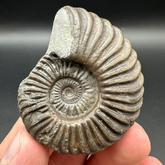 Schlothemia sp. ammonite fossil with box and stand - Whitby, North Yorkshire Jurassic Coast, Yorkshire fossils