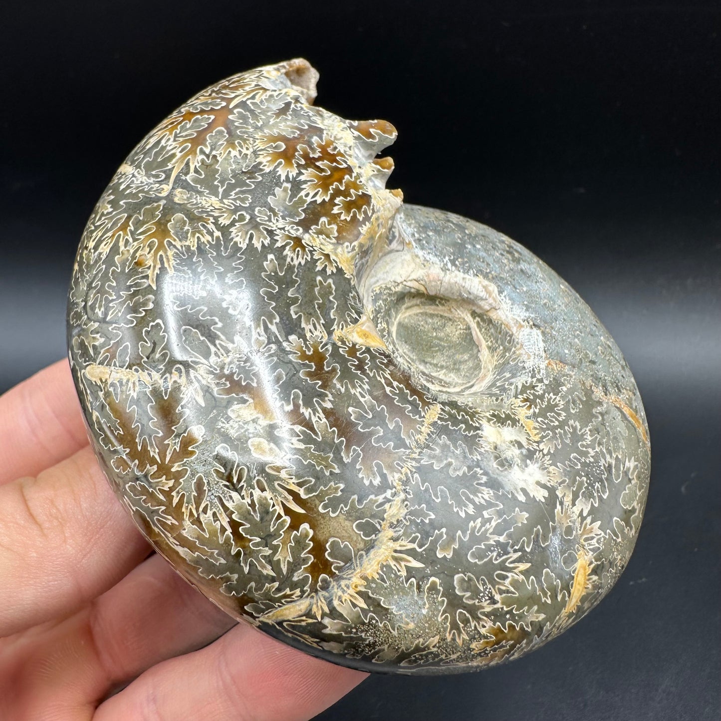 Puzosia Ammonite Fossil With Box And Stand - Cretaceous Ammonite Madagascar