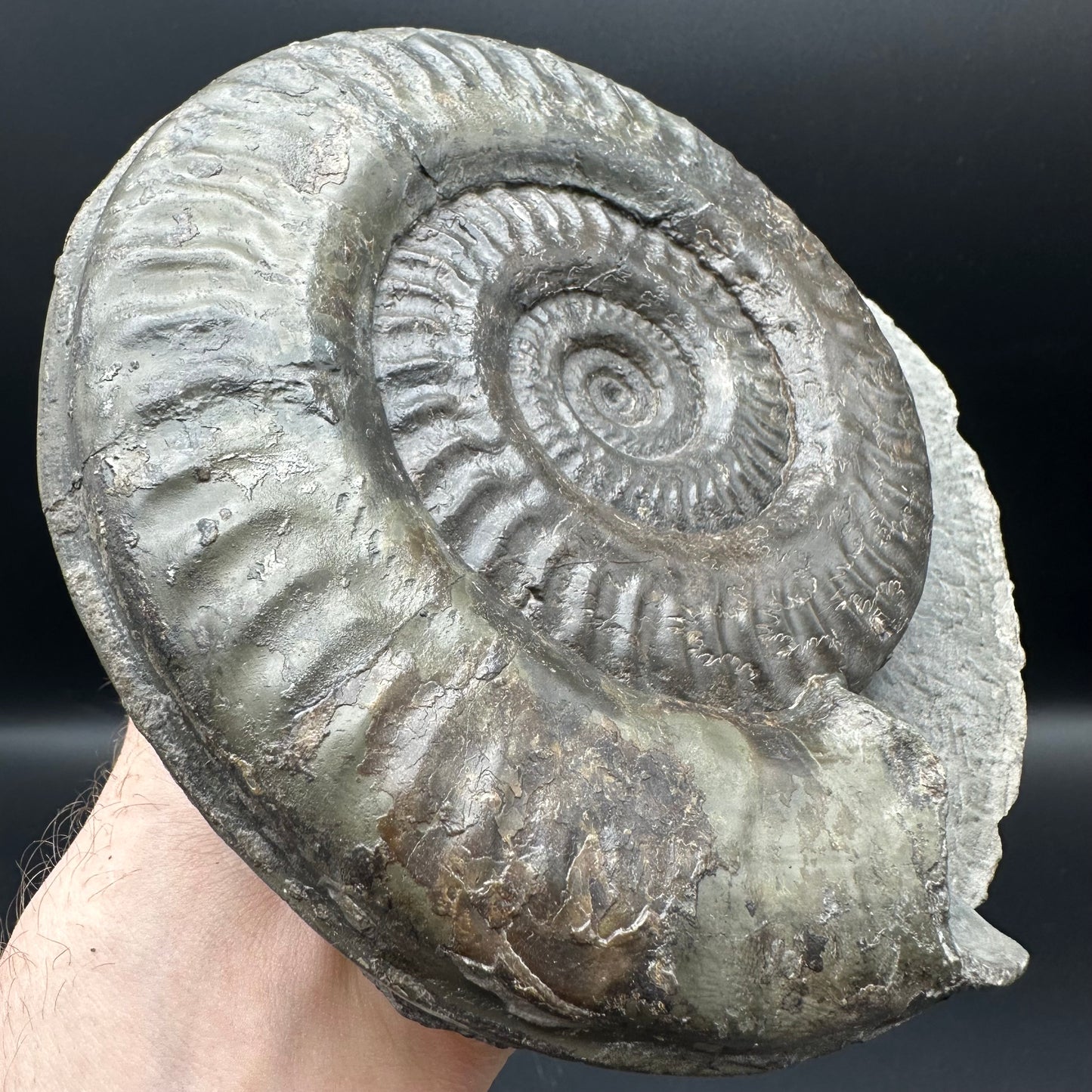 Hildoceras lusitanicum Ammonite fossil - Whitby, North Yorkshire, Jurassic Coast, Yorkshire Fossils from the Jurassic Coast