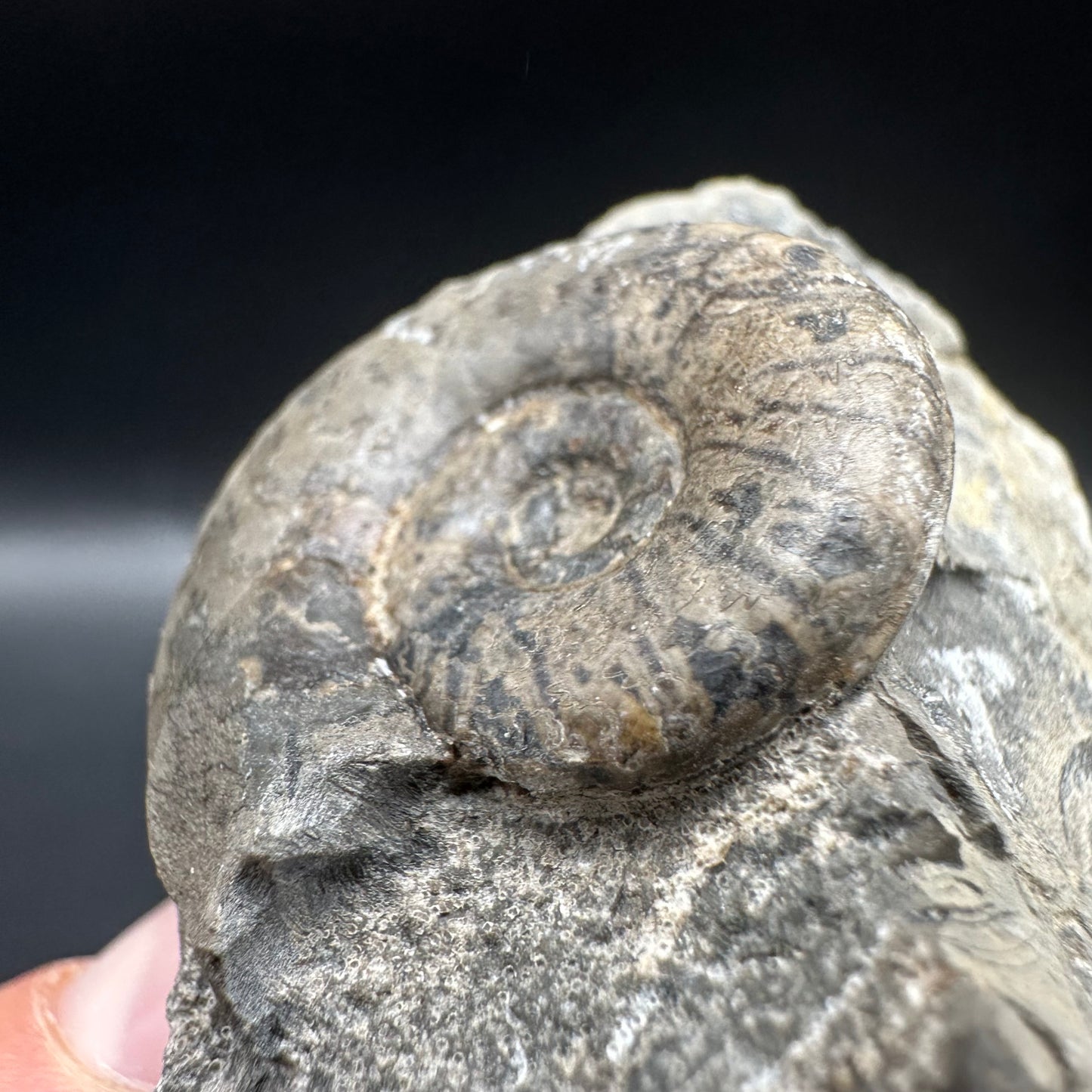 Grammoceras thoaurense Ammonite shell fossil with box and stand - Whitby, North Yorkshire, Yorkshire Fossils from the Jurassic Coast