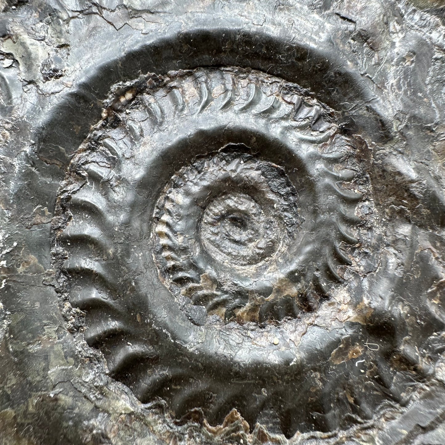 Hildoceras lusitanicum Ammonite fossil - Whitby, North Yorkshire, Jurassic Coast, Yorkshire Fossils from the Jurassic Coast