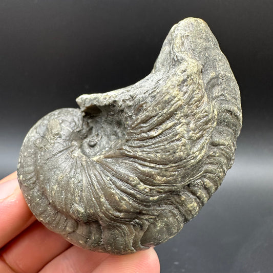 Gryphaea shell fossil with box and stand - Whitby, North Yorkshire, Jurassic Coast, Yorkshire Fossils found on the Jurassic Coast